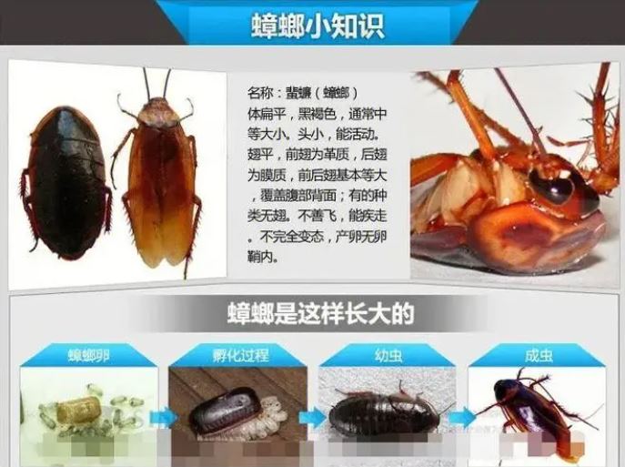 蟑螂怎么消灭最干净彻底的方法